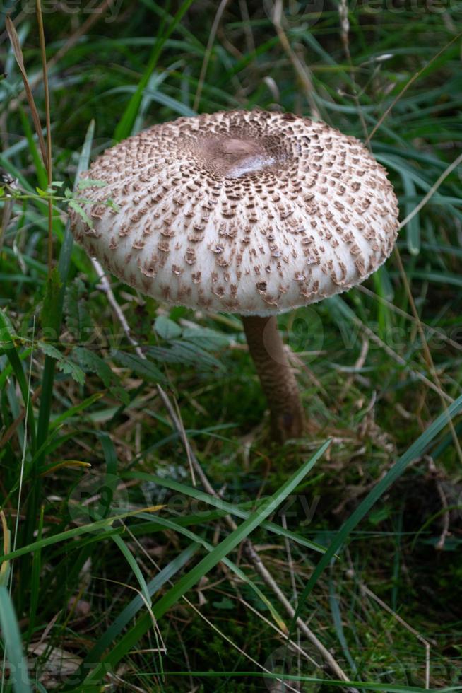 bellissimi funghi in autunno, velenosi foto