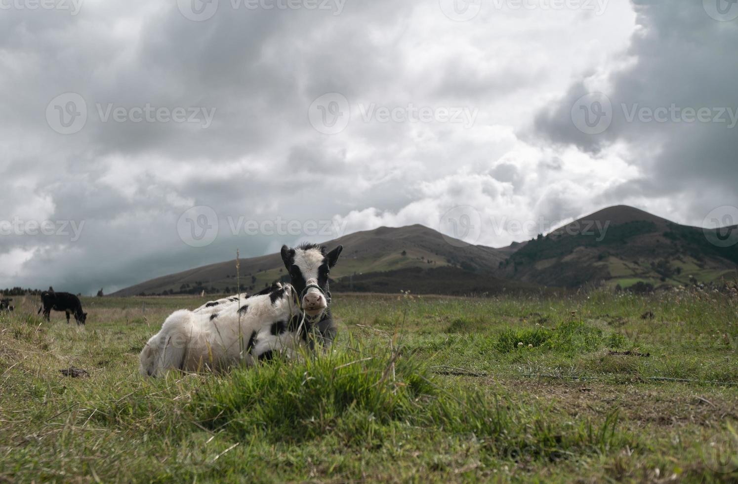 vitello seduto in primo piano al pascolo in un campo verde all'interno di una fattoria durante una giornata nuvolosa foto