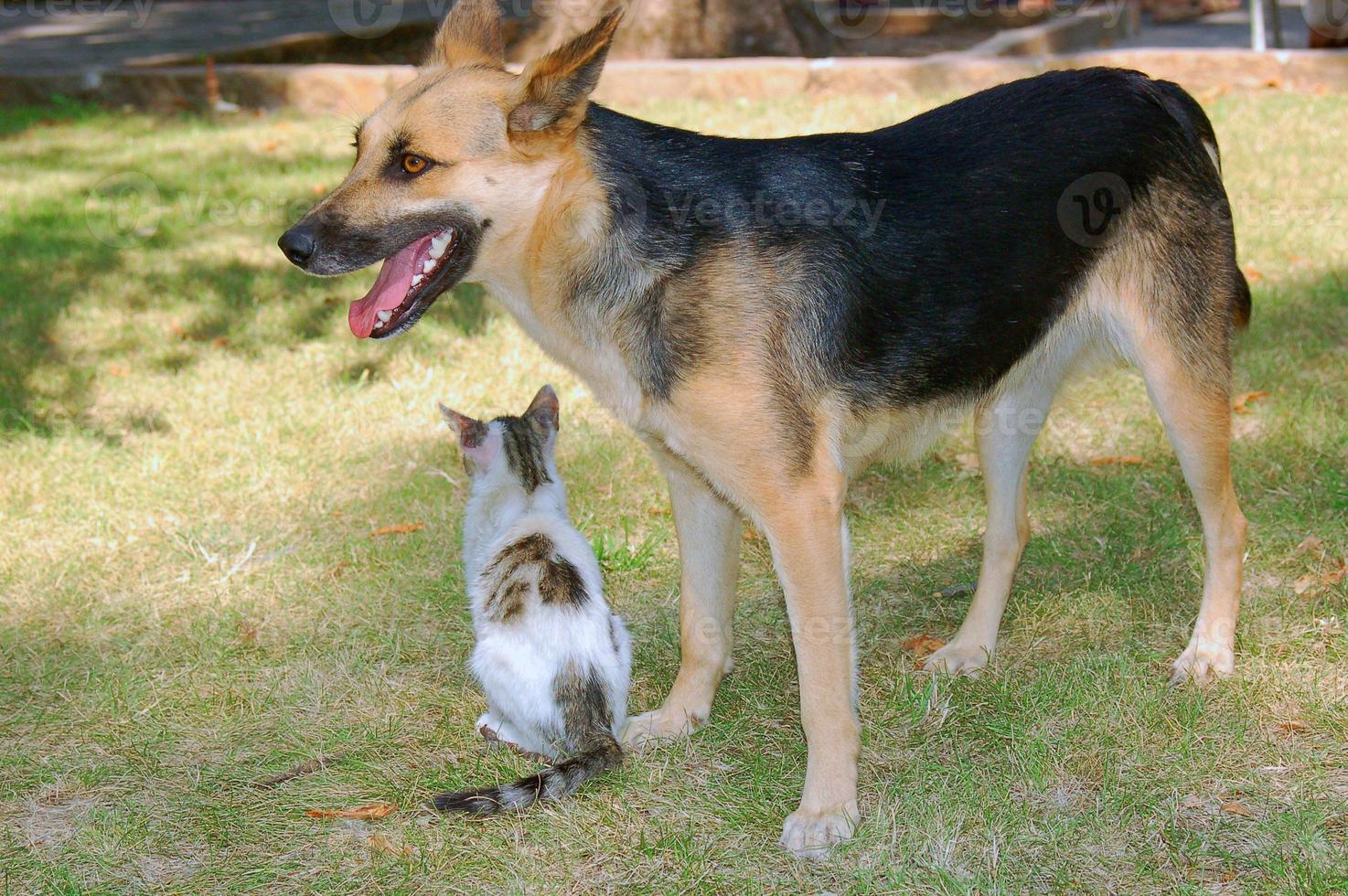 gioco del cane e del gatto foto