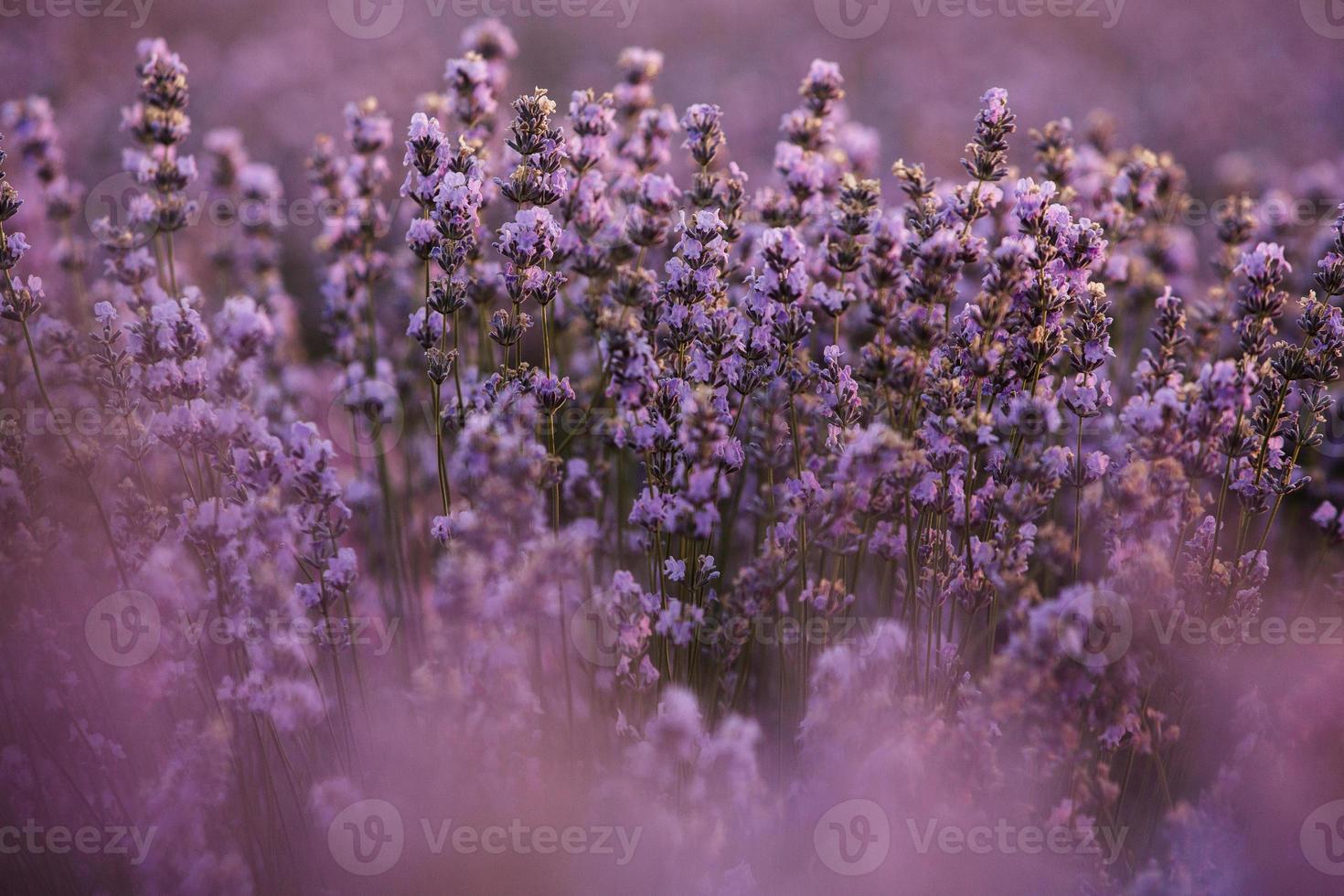 bellissimo campo di lavanda all'alba. sfondo di fiori viola. fioriscono piante aromatiche viola. foto