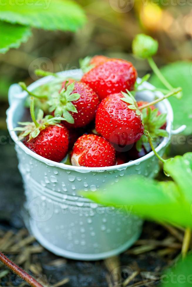 fragole fresche in giardino. cibo organico. bacche sane in una ciotola. frutti rossi. foto