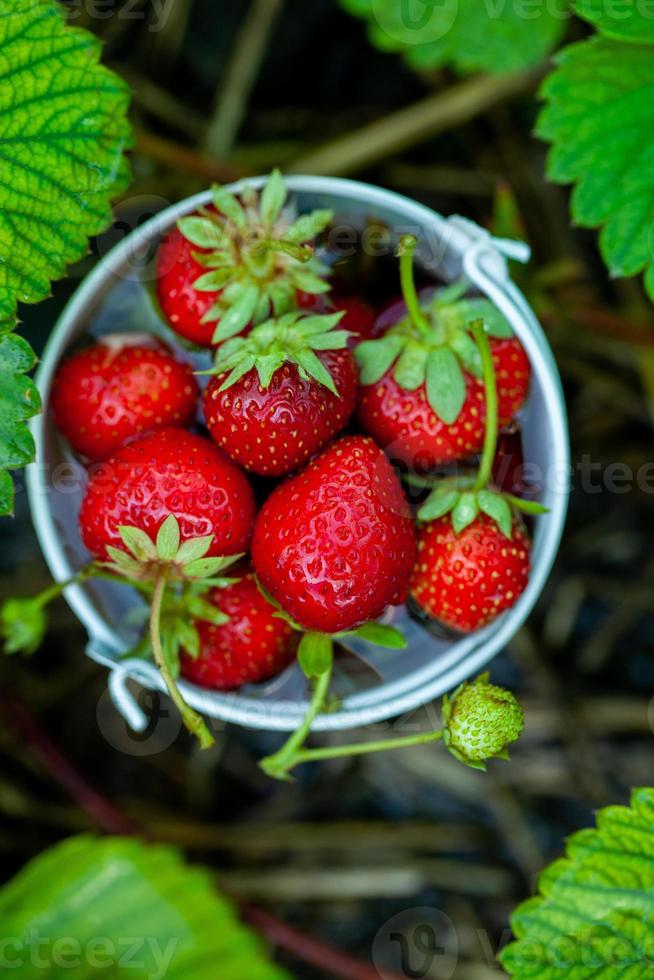 fragole fresche in giardino. cibo organico. bacche sane in una ciotola. frutti rossi. foto