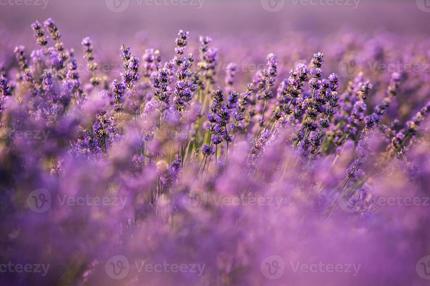 bellissimo campo di lavanda all'alba. sfondo di fiori viola. fioriscono piante aromatiche viola. foto