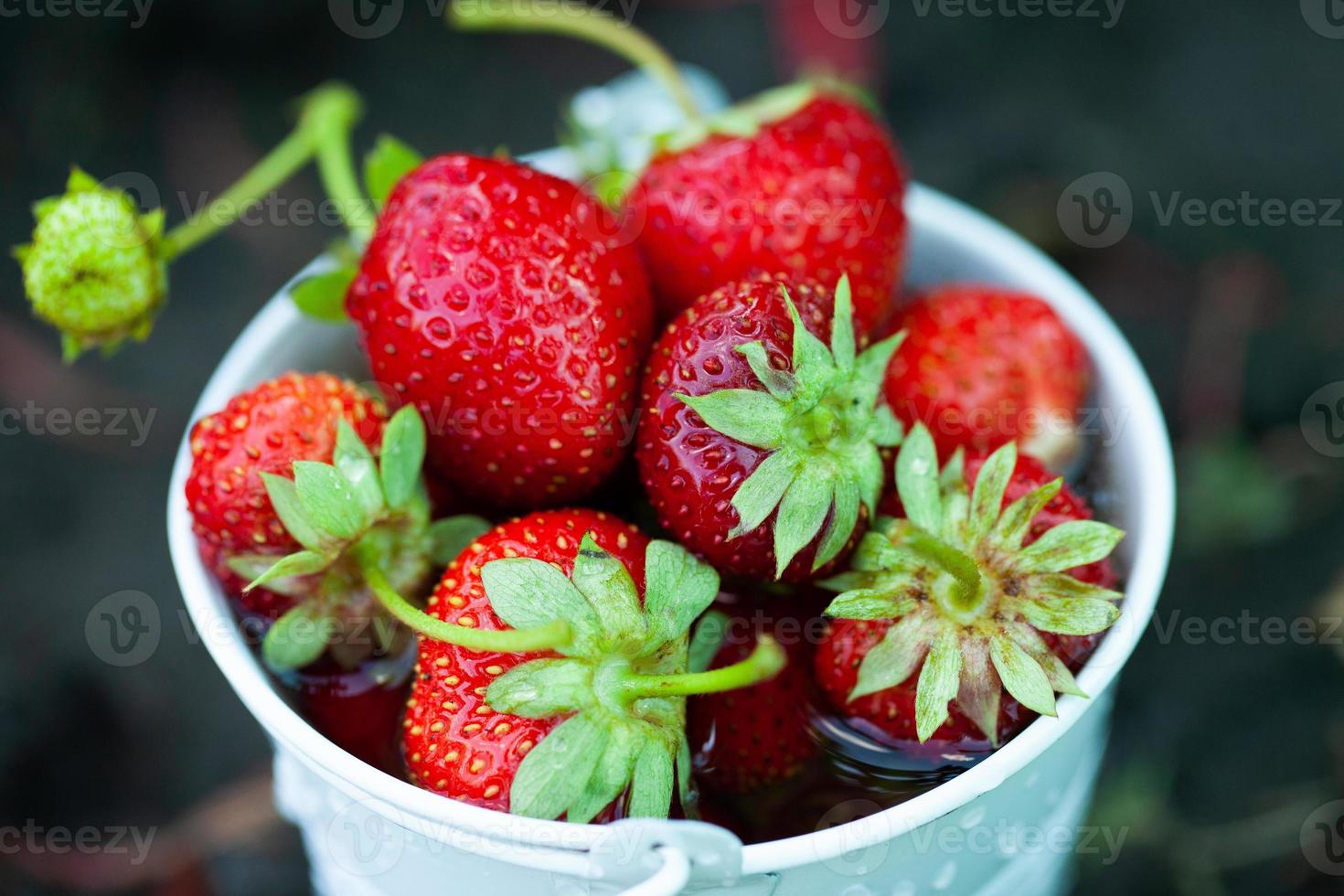 fragole fresche in giardino. cibo organico. bacche sane in una ciotola. frutti rossi. foto