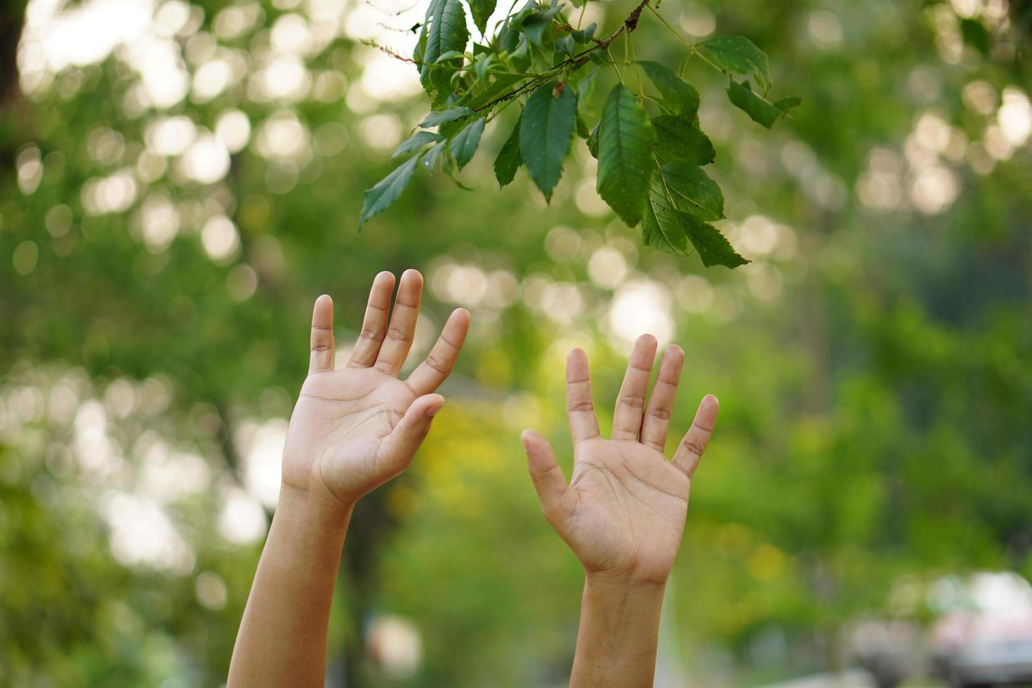 foglia commovente della mano femminile della natura con la luce solare. ambiente verde foresta di mangrovie sullo sfondo. concetto di ambiente di riscaldamento globale. foto