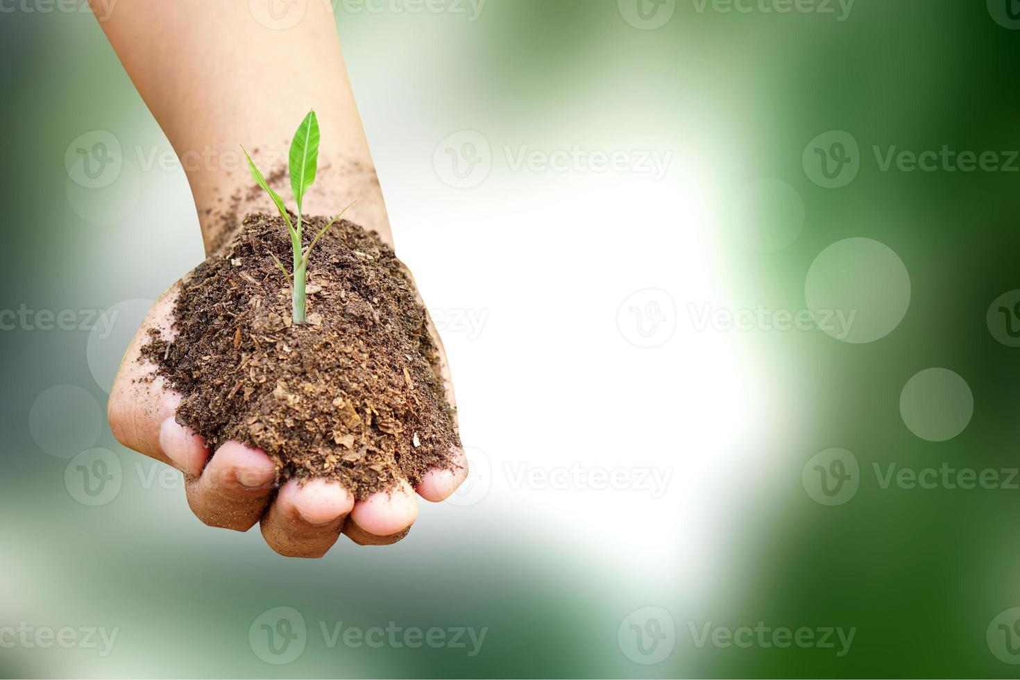 amiamo il mondo delle idee e l'albero in mano umana sullo sfondo della natura foto