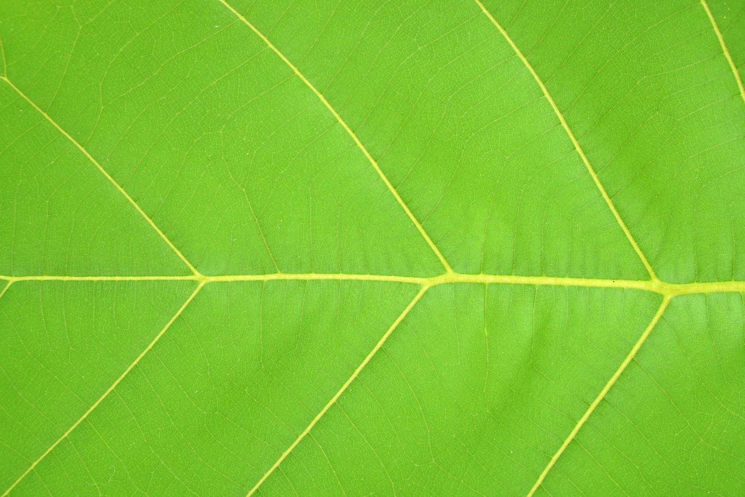 foglie tropicali, struttura astratta delle foglie verdi, fondo della natura foto