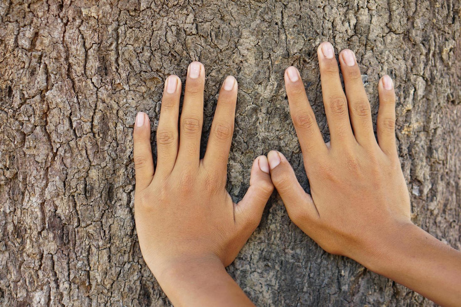 concetto di amore della terra, mano umana che tocca l'albero con amore foto