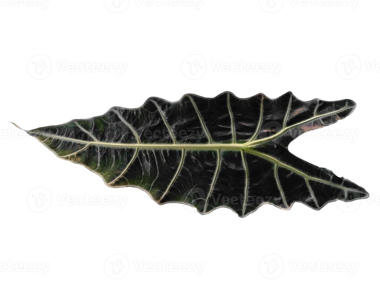 anthurium crystallinum o foglia di alocasia isolata su sfondo bianco foto