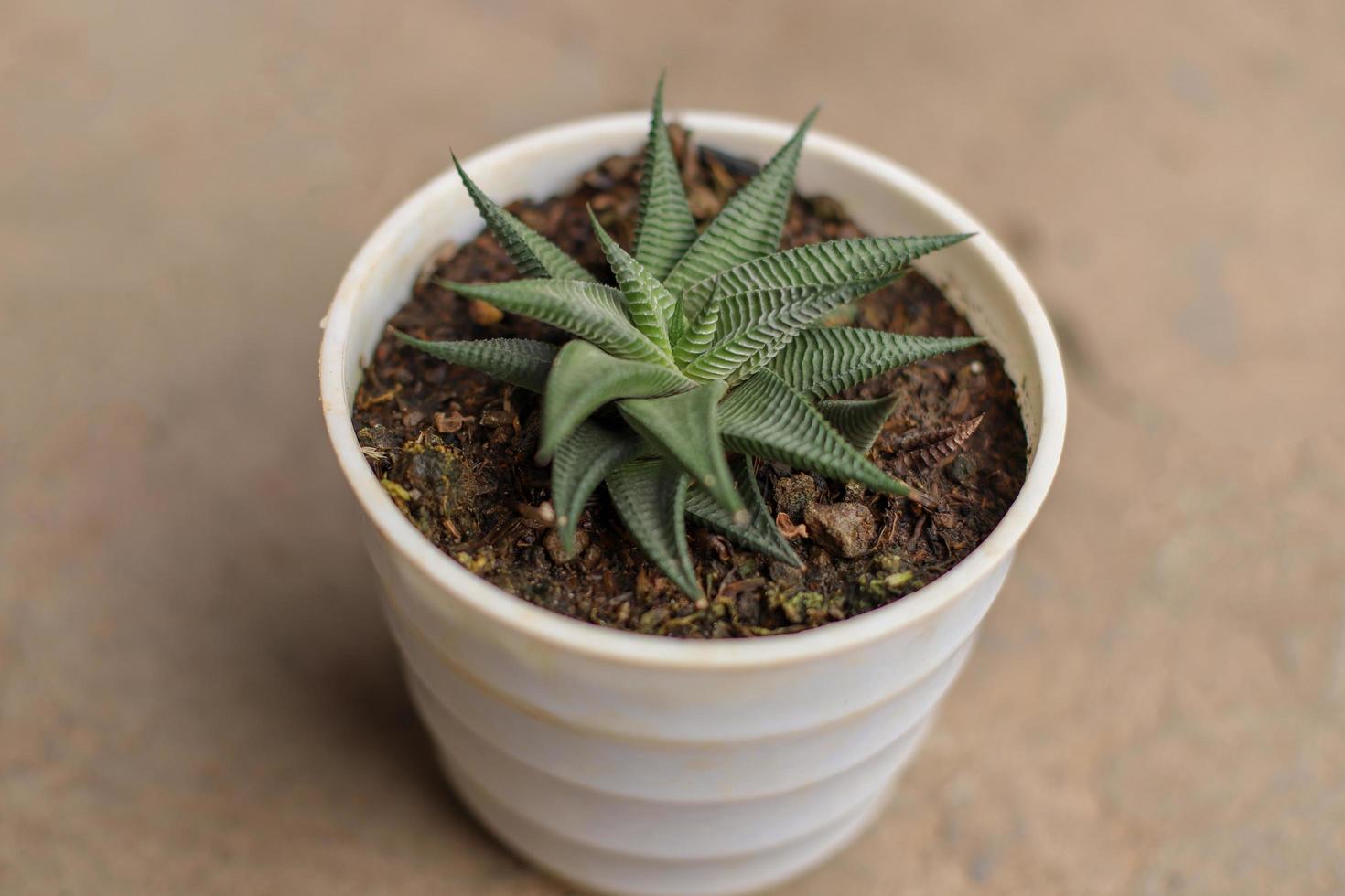 primo piano di fiori in vaso foto