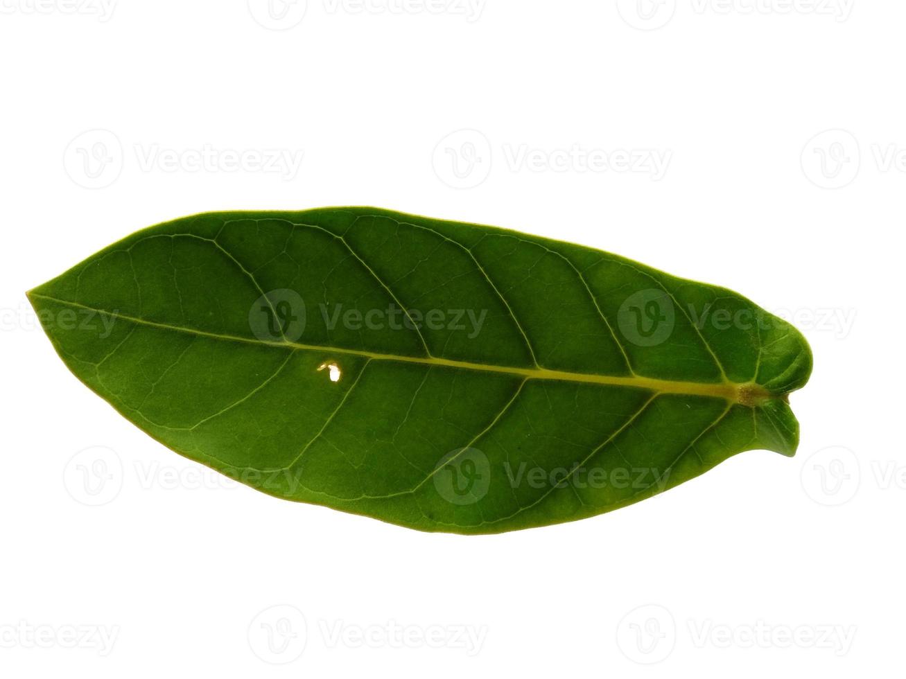 calotropis gigantea o foglie di calotrope giganti isolate su sfondo bianco foto