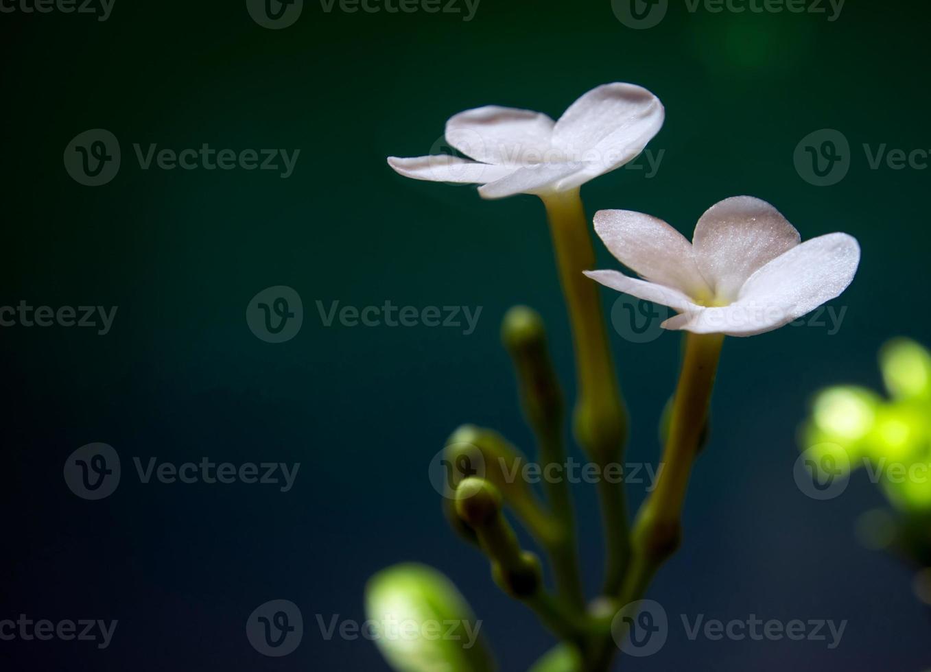 fiori bianchi, piccoli e fragili, gerdenia crape jasmine foto