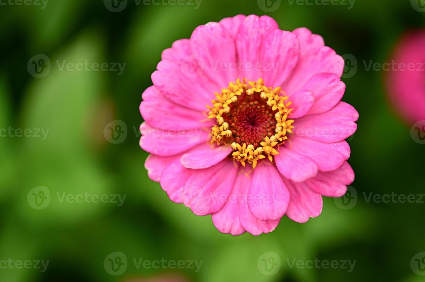 fiori di zinnia, fiori colorati, fiori tropicali, fiori tailandesi, primo piano. foto