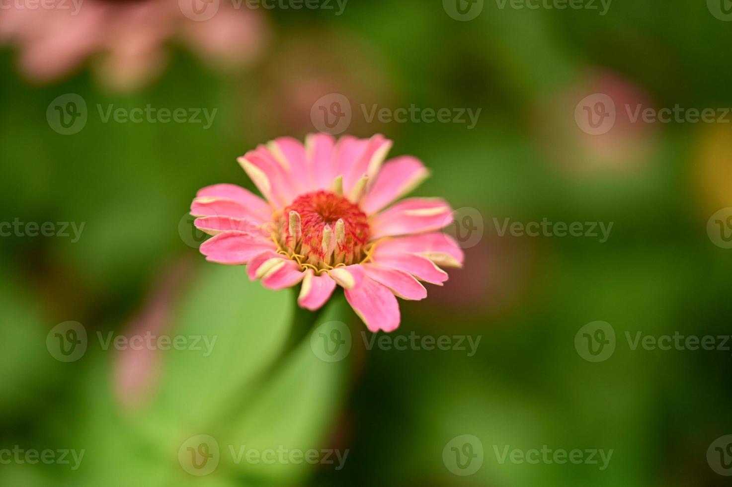 fiori di zinnia, fiori colorati, fiori tropicali, fiori tailandesi, primo piano. foto