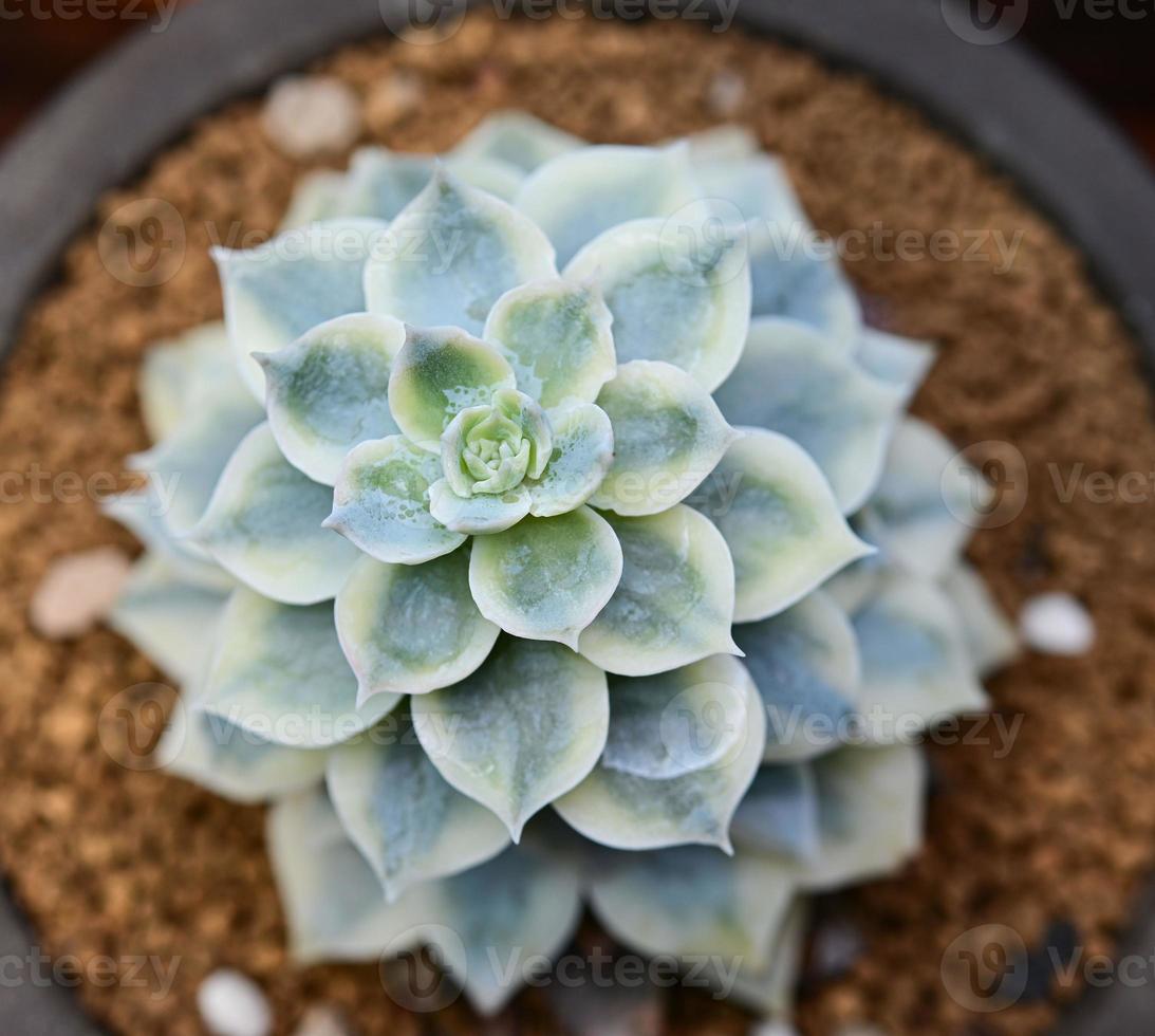 cactus, piante del deserto, piante ornamentali, piante in vaso, piante resistenti alla siccità. foto