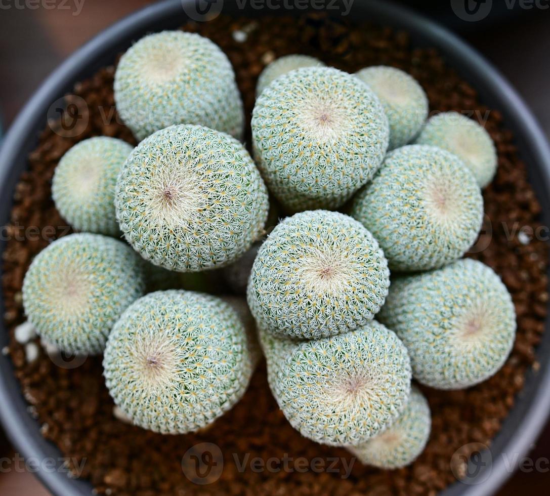 cactus, piante del deserto, piante ornamentali, piante in vaso, piante resistenti alla siccità. foto