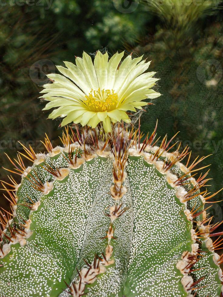 cactus con fiore astrophytum foto