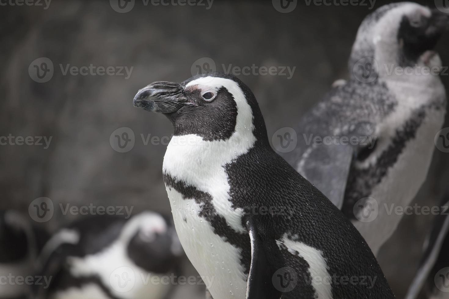 ritratto del primo piano del pinguino africano foto