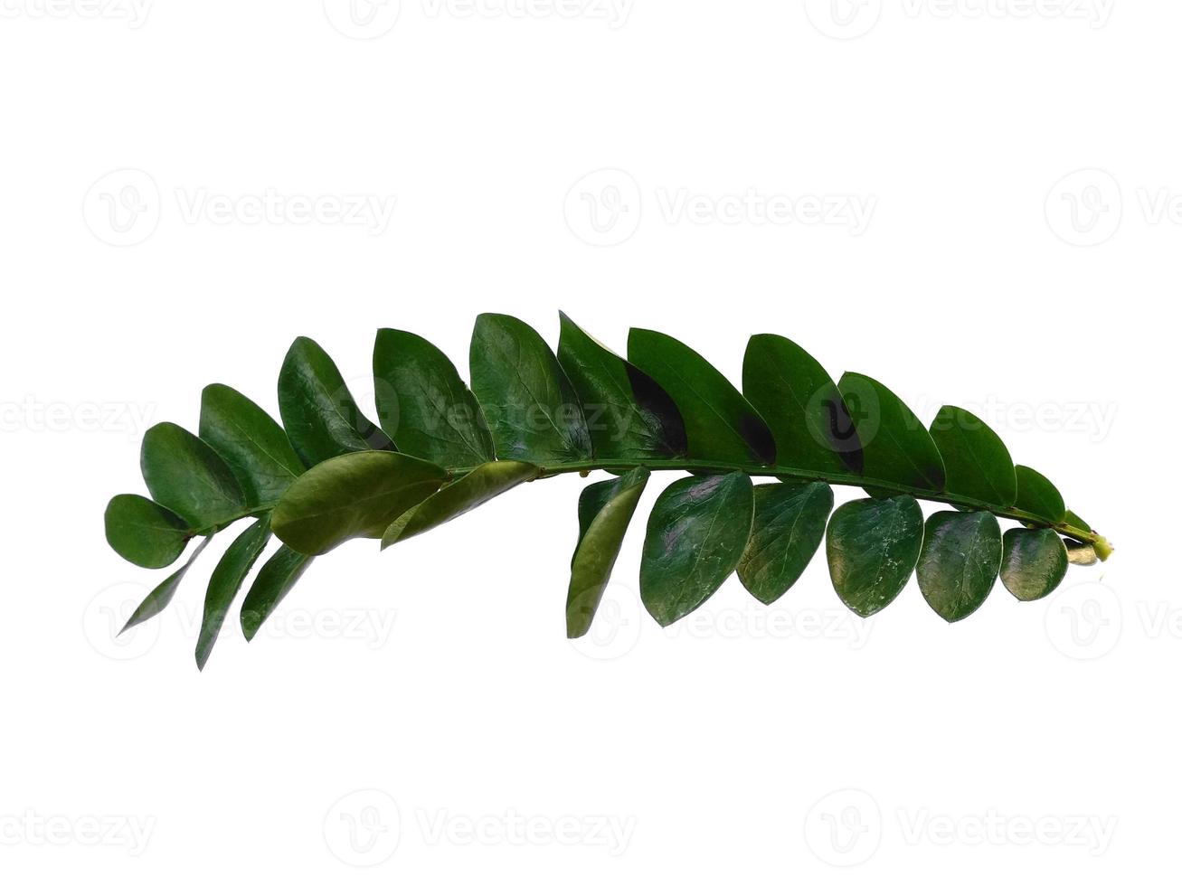 pianta verde o foglie verdi isolate su sfondo bianco foto