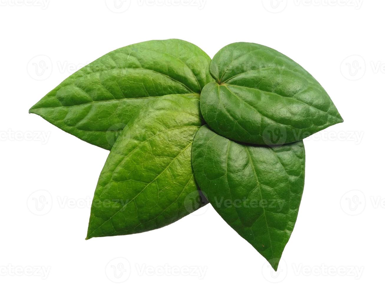 sfondo verde foglia. foglie verdi a forma di cuore. foglia di betel verde isolata su sfondo bianco foto