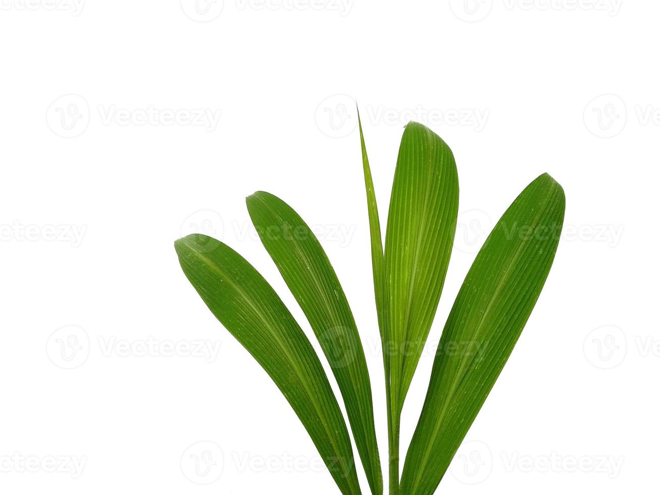 albero su sfondo bianco. foglie verdi isolate su sfondo bianco foto