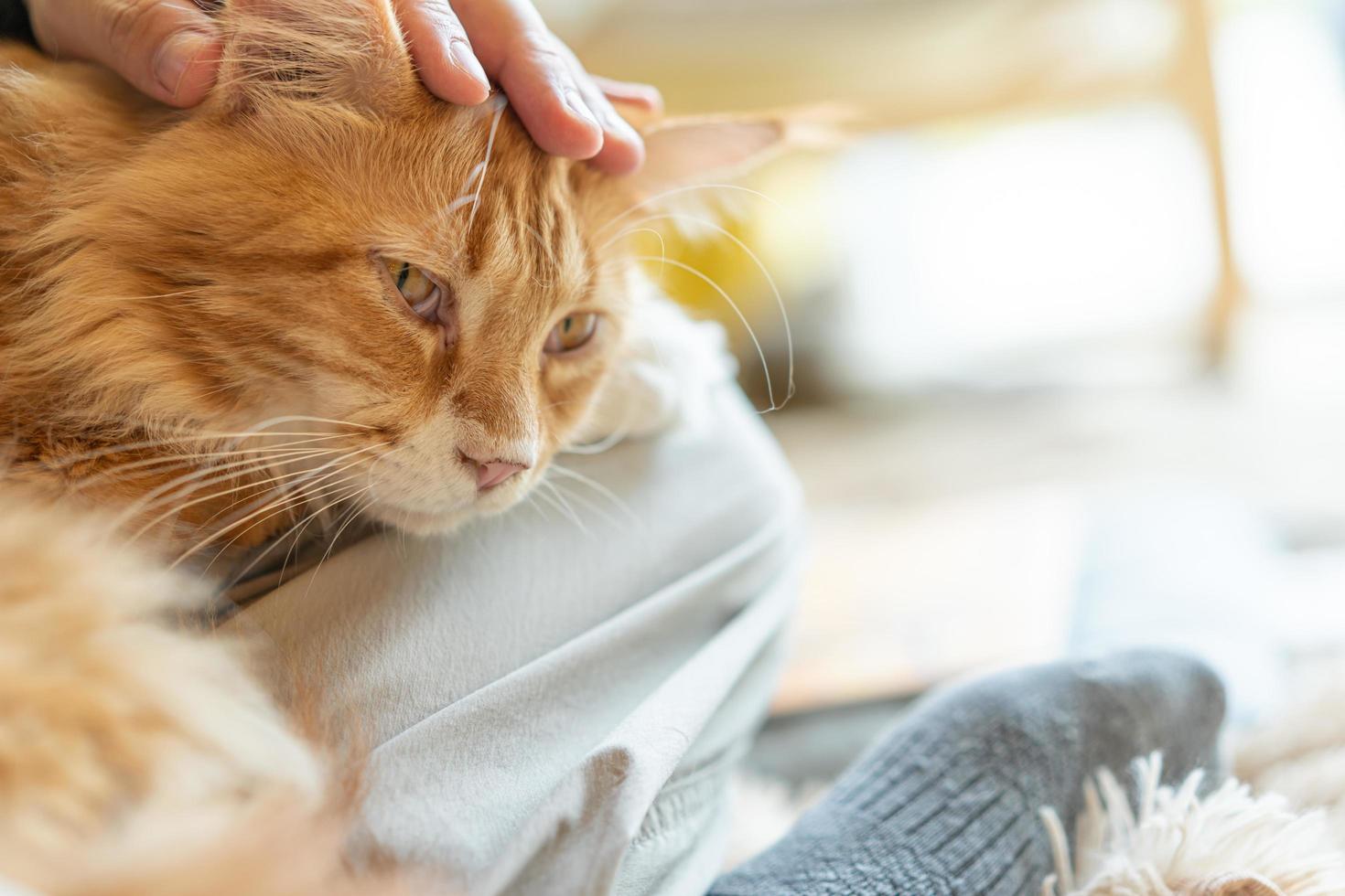 la mano accarezza un soffice gatto arancione. piacere, riposo, svago, animali domestici, gatto di razza, amore e affetto. accarezzando a mano un gatto di razza, fuoco selettivo. foto