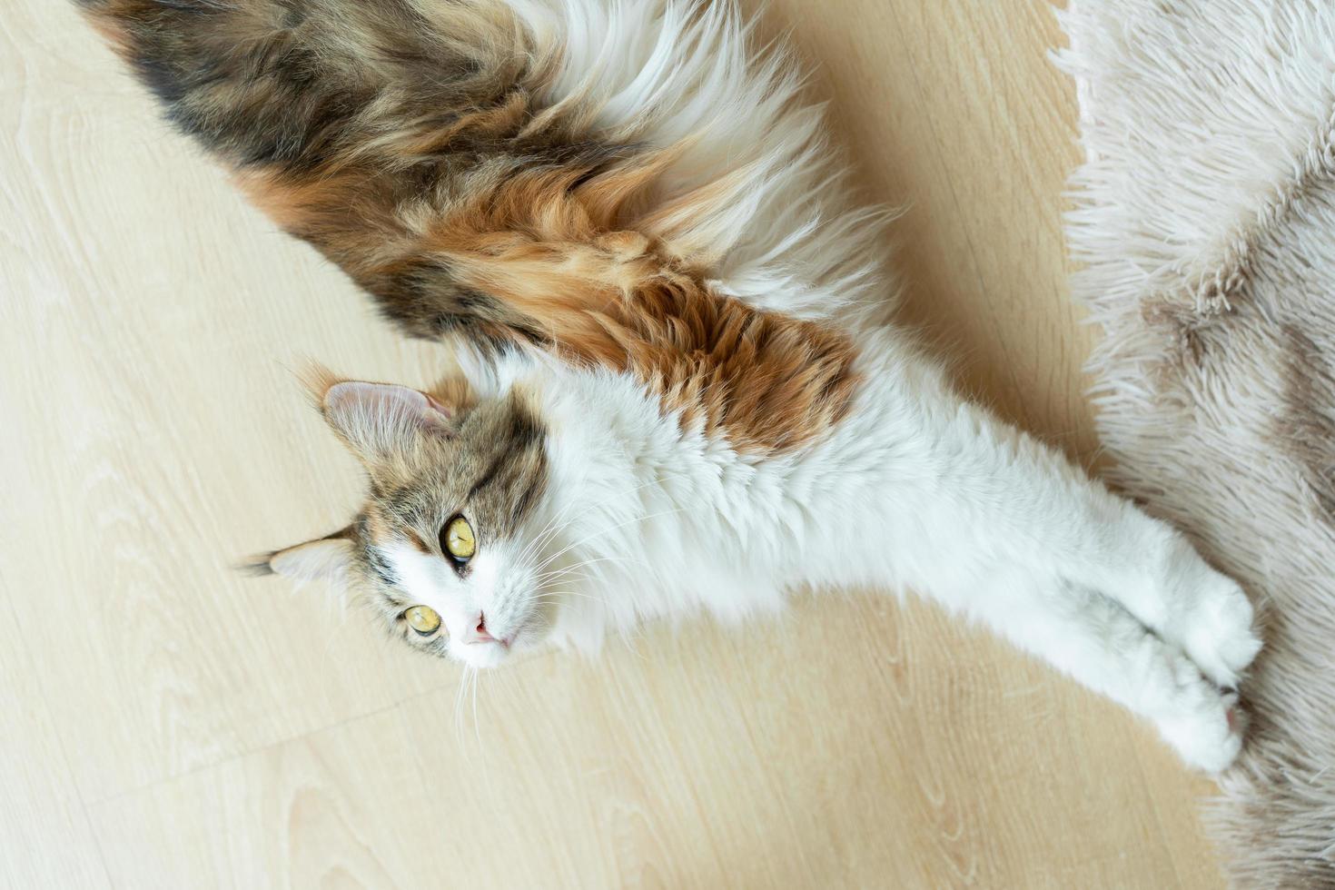 gatto che dorme su un tavolo di legno. gatto addormentato foto