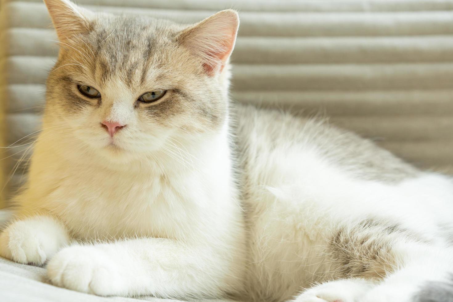 simpatico gatto che si guarda intorno, concetto di animali domestici, animali domestici. ritratto ravvicinato di gatto seduto guardandosi intorno foto