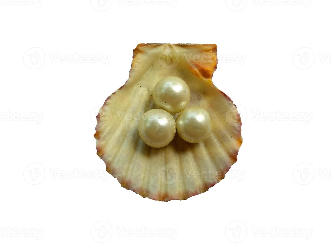 conchiglia e perla isolati su sfondo bianco foto