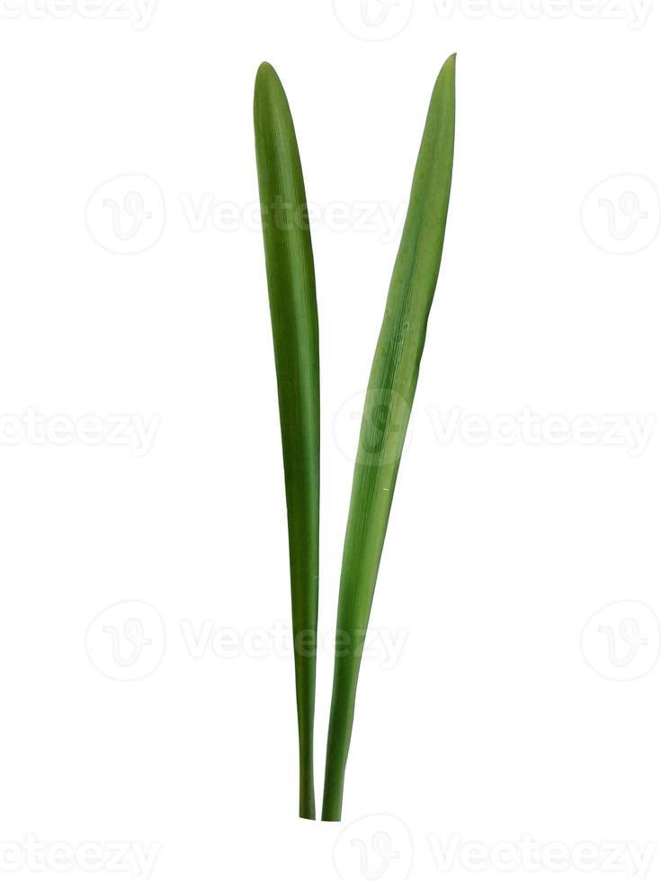 foglia di lilium o foglie di giglio isolate su sfondo bianco. foglie verdi su sfondo bianco foto