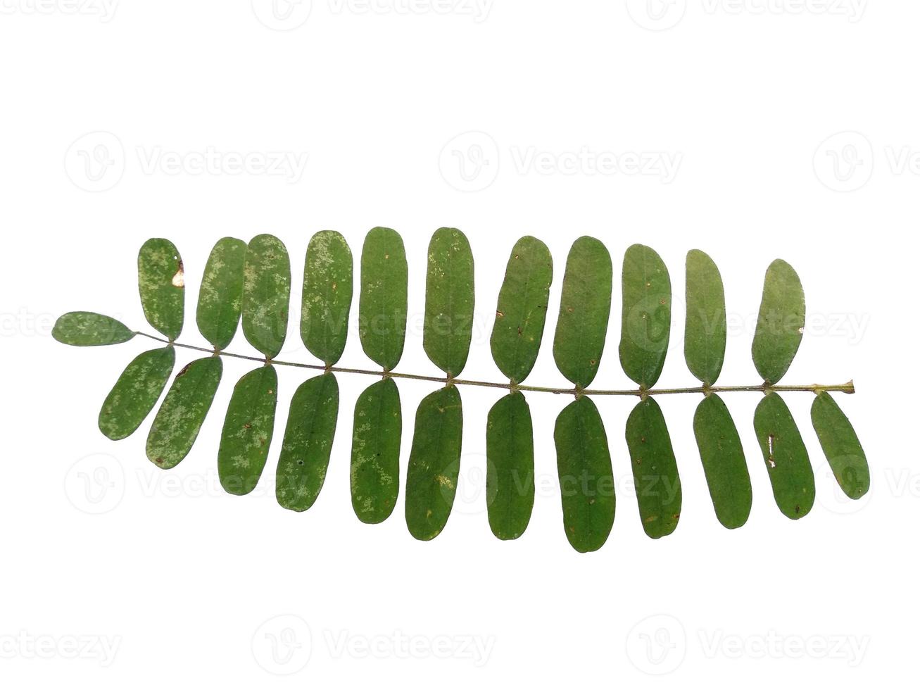 foglia verde su sfondo bianco. pianta con foglie verdi foto