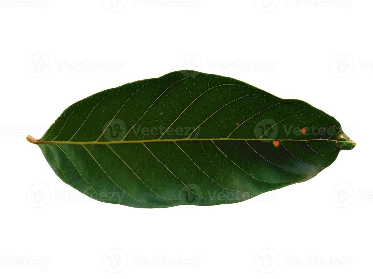 foglie di nephelium lappaceum o foglia di rambutan su sfondo bianco foto