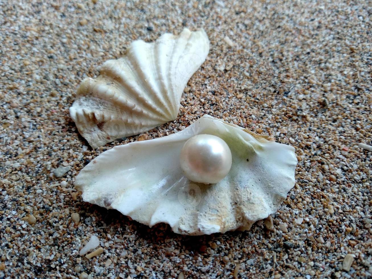 conchiglia con una perla su una spiaggia di sabbia foto