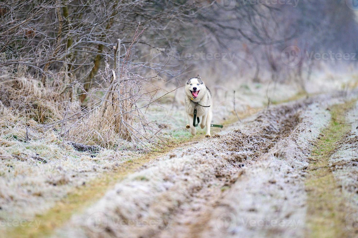 una passeggiata nella foresta mattutina, erba ricoperta di brina, gelate invernali, husky che corrono per una passeggiata. foto