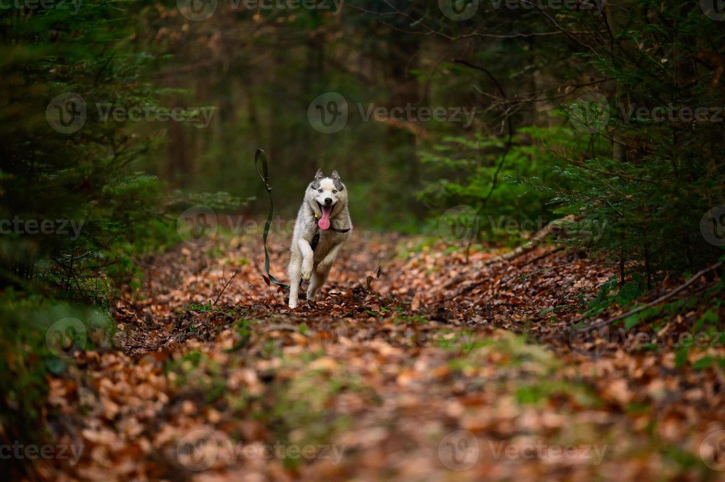 husky che fa jogging nei boschi, ritratto di un husky nella foresta autunnale, animale domestico felice. foto