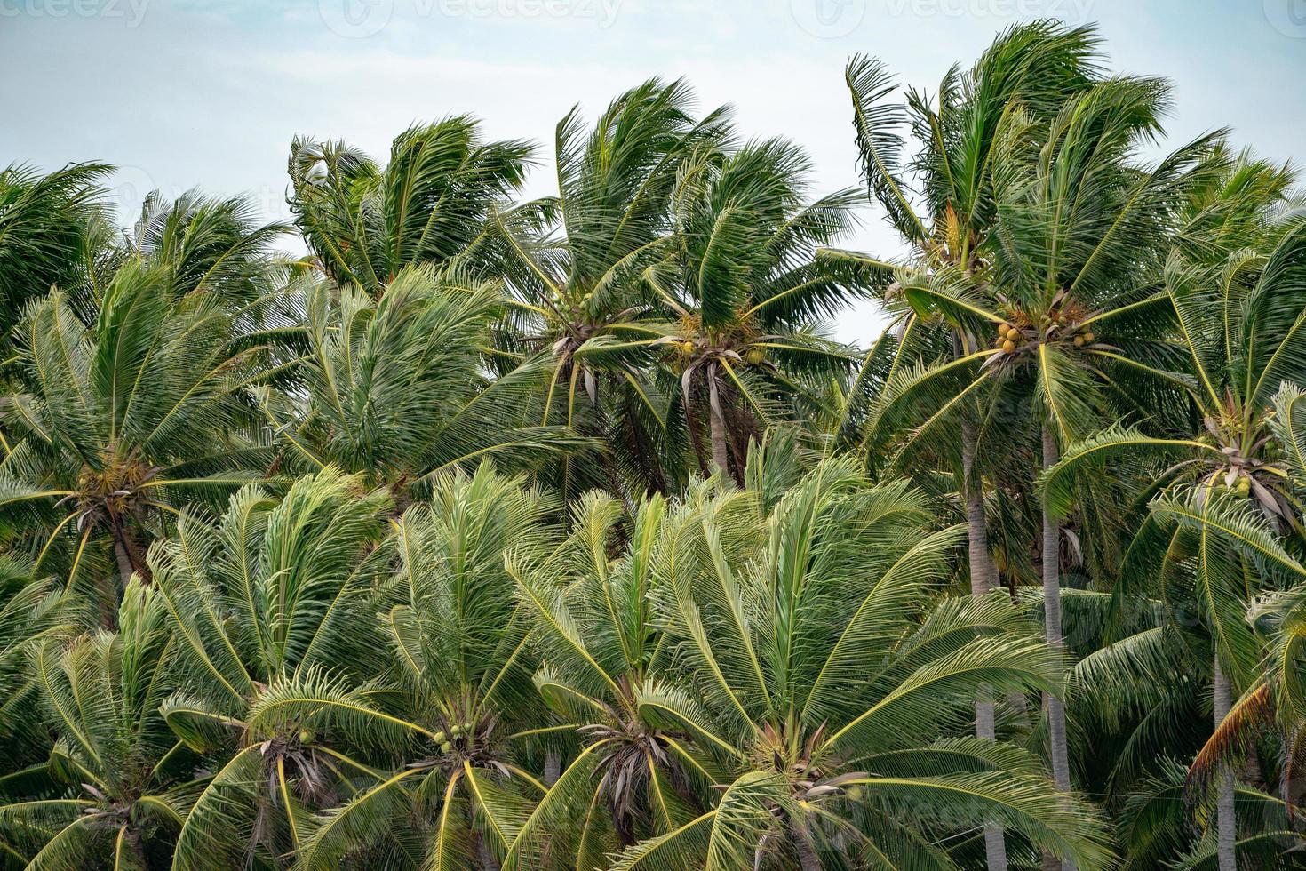 molte foglie in cima alle palme da cocco soffiate dal vento. foto