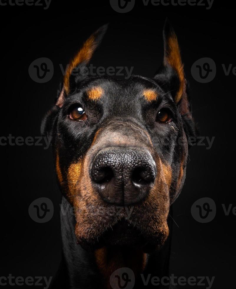 ritratto di un cane doberman su uno sfondo nero isolato. foto