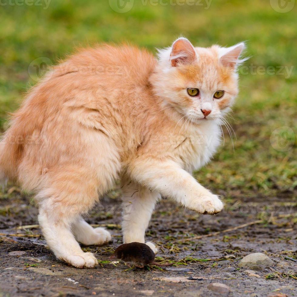 talpa spaventata e gatto rosso, un gatto che gioca con la sua preda sull'erba, un istinto naturale di gatto. foto