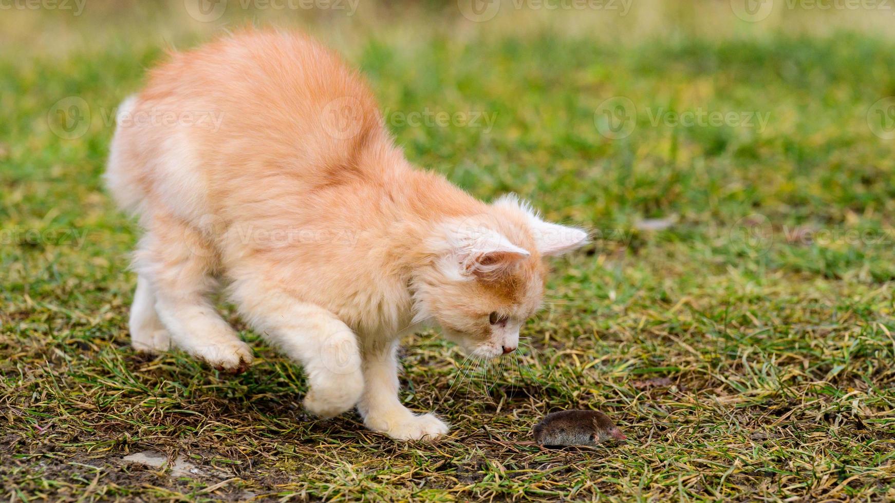 talpa spaventata e gatto rosso, un gatto che gioca con la sua preda sull'erba, un istinto naturale di gatto. foto