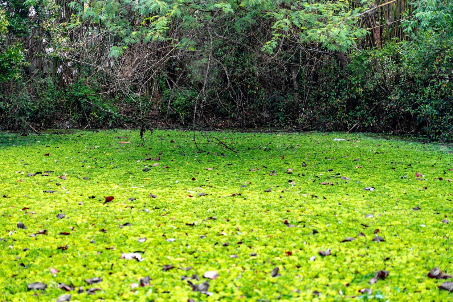 lenticchie d'acqua e piante acquatiche coprono la piscina dello stagno. foto