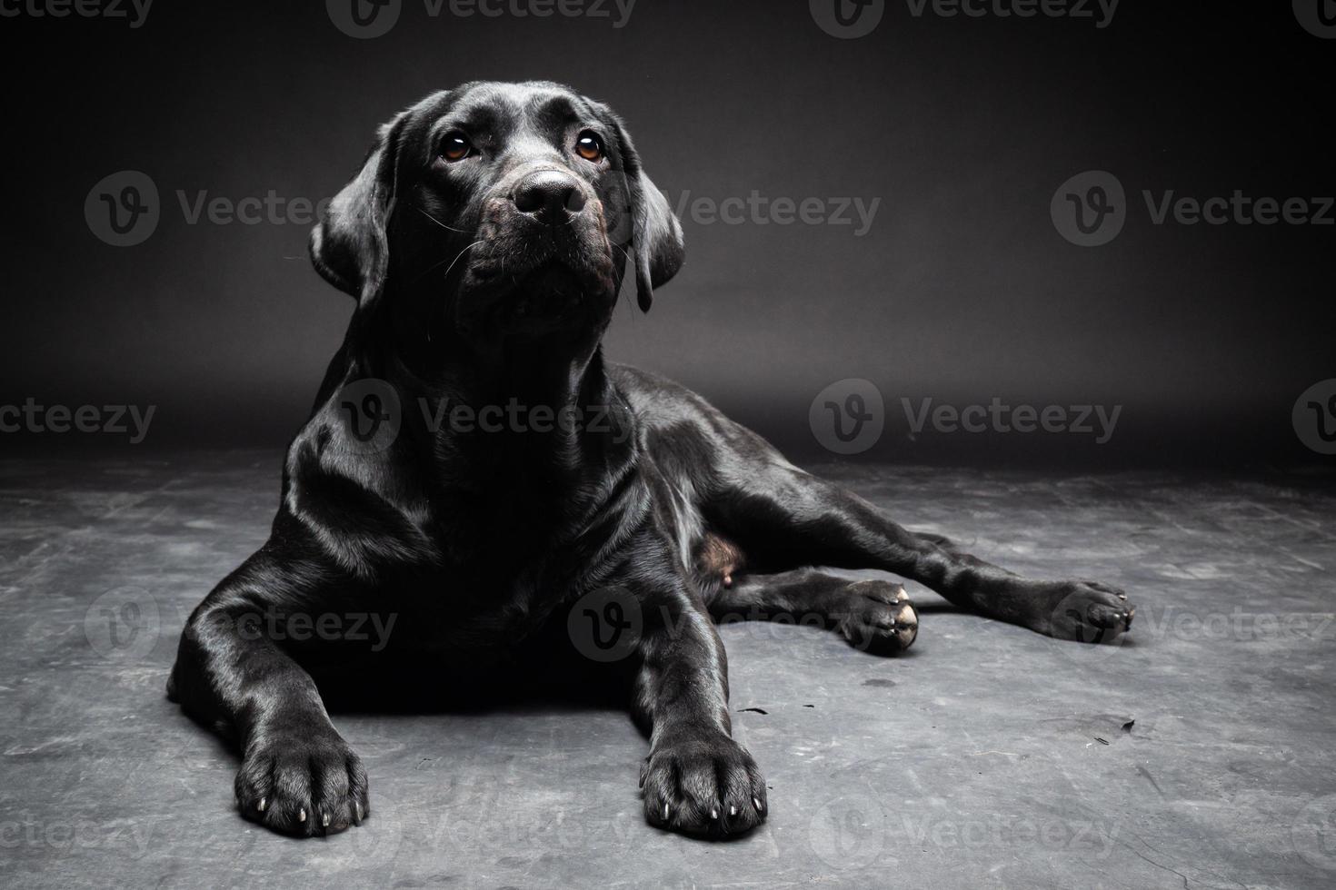 ritratto di un cane labrador retriever su uno sfondo nero isolato. foto