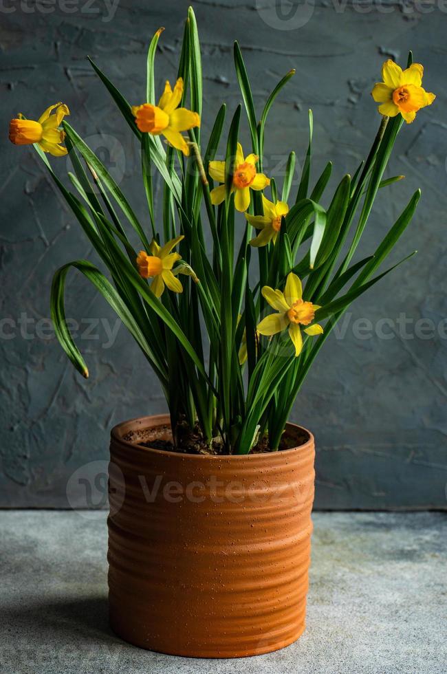 decorazioni per la casa stagionali con vaso di fiori di narcisi foto