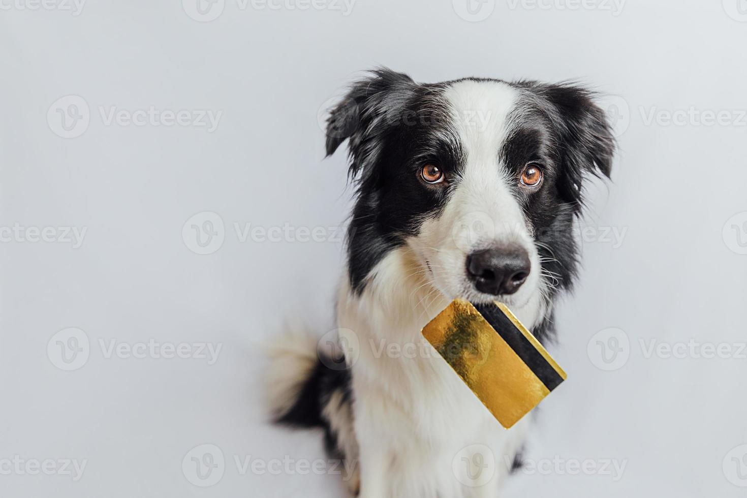 simpatico cucciolo di cane border collie che tiene la carta di credito della banca d'oro in bocca isolata su sfondo bianco. cagnolino con occhi da cucciolo faccia buffa in attesa di vendita online, concetto di finanza di investimento bancario per lo shopping foto