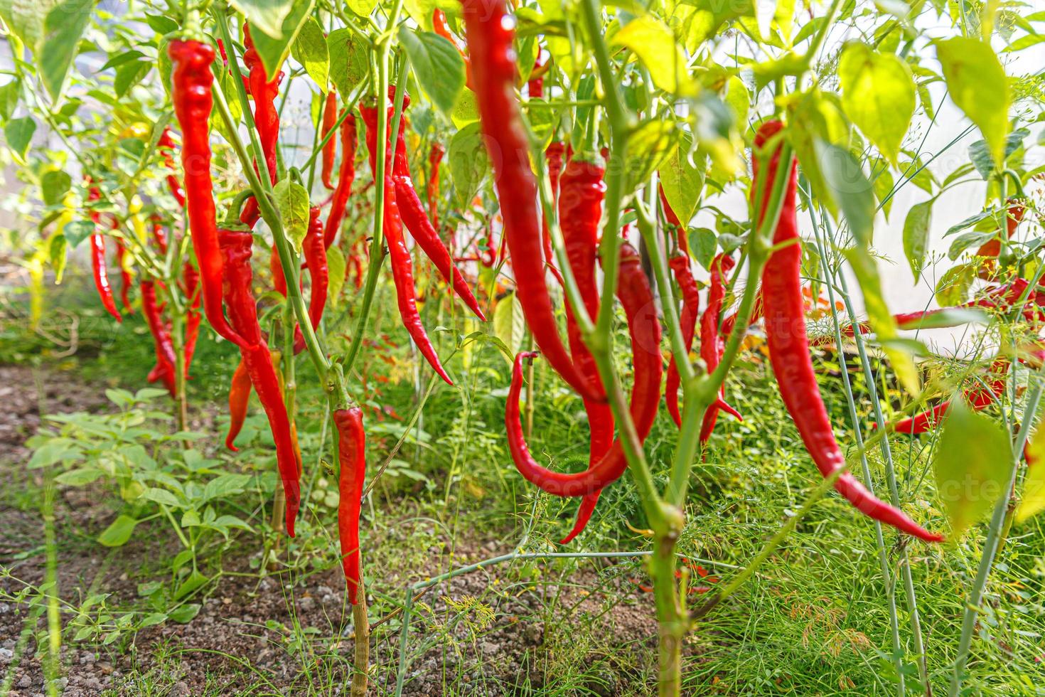 concetto di giardinaggio e agricoltura. perfetto peperoncino rosso maturo biologico pronto per la raccolta sul ramo in giardino. produzione di cibo casalingo vegano vegetariano. raccogliere peperoncino piccante piccante. foto