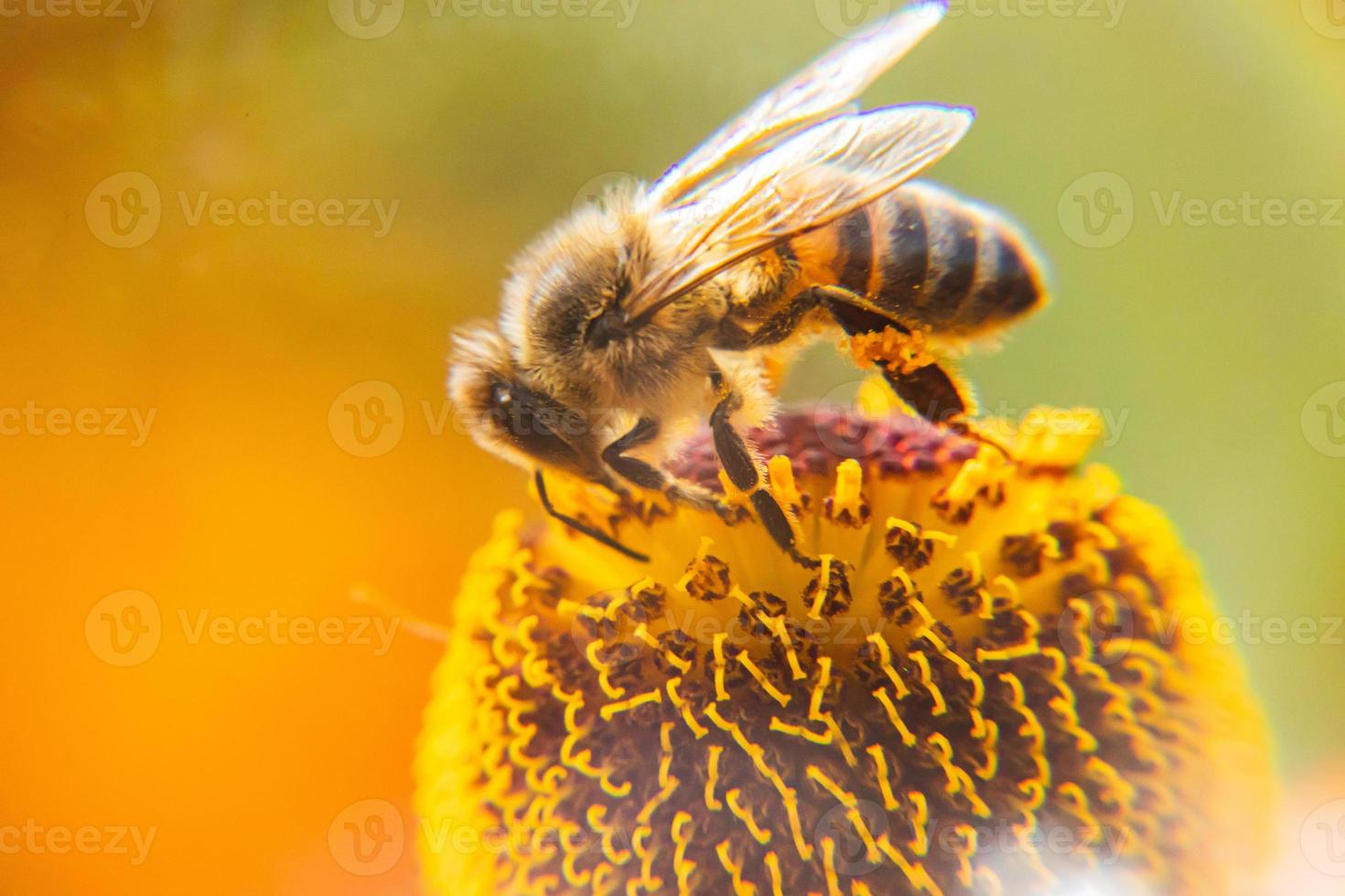 l'ape mellifera ricoperta di polline giallo beve il nettare, fiore impollinatore. sfondo floreale naturale ispiratore del giardino fiorito primaverile o estivo. vita di insetti, macro estrema primo piano fuoco selettivo foto