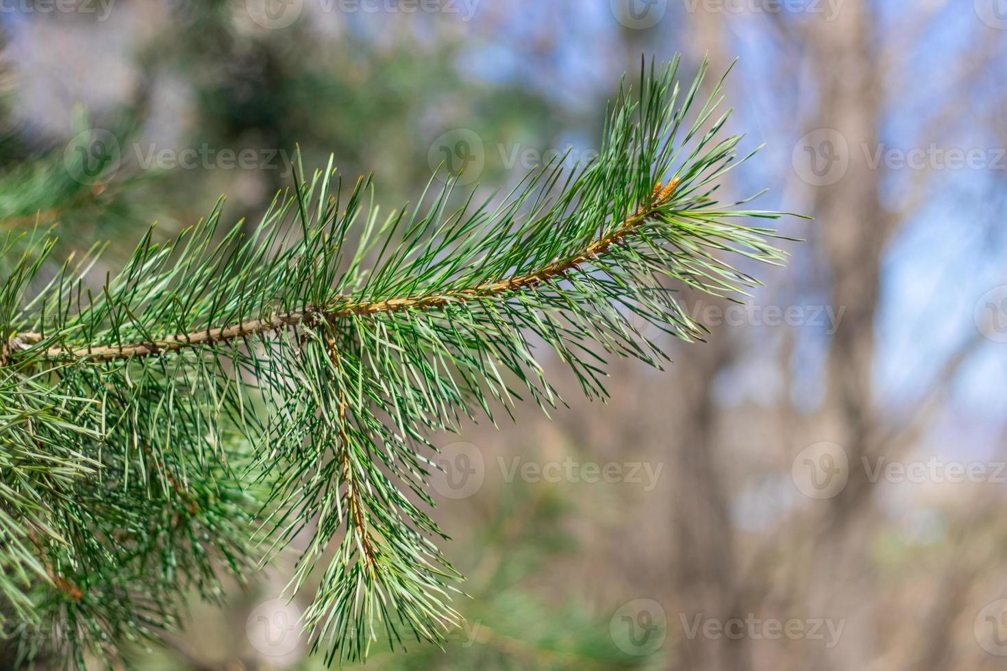 primo piano dell'albero di pino su uno sfondo sfocato foto