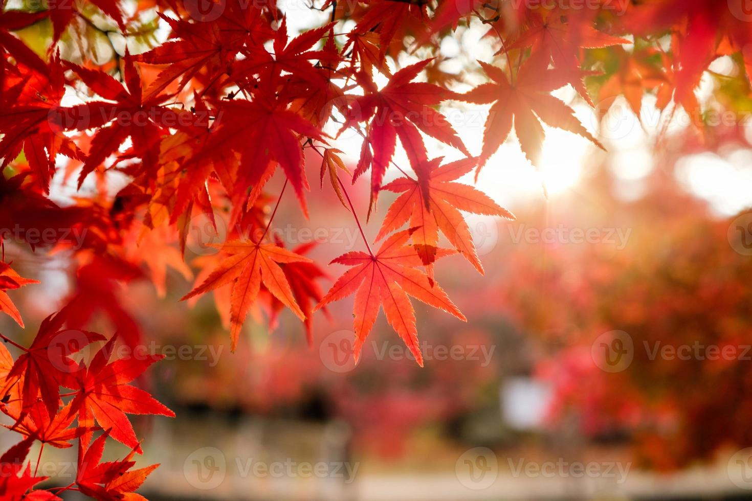 foglie d'acero rosse nel giardino del corridoio con luce solare offuscata foto