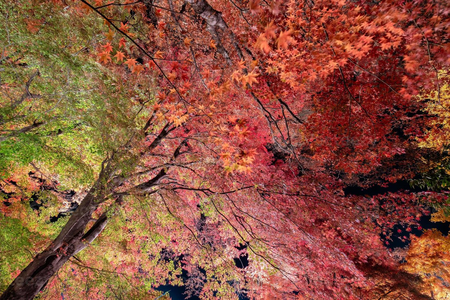 foglia d'acero rossa e verde con luce illuminata foto