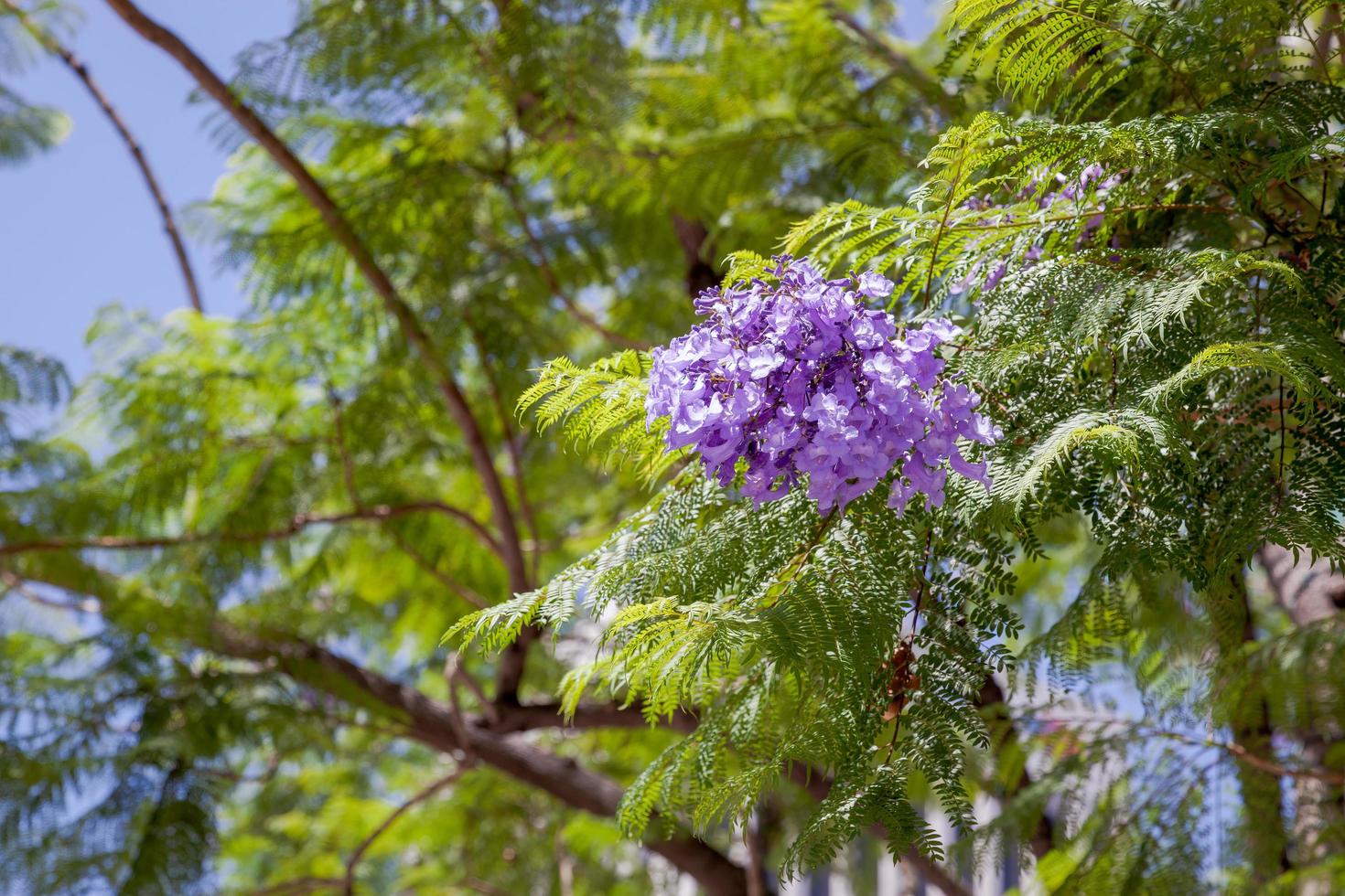 jacaranda che fiorisce a los angeles foto