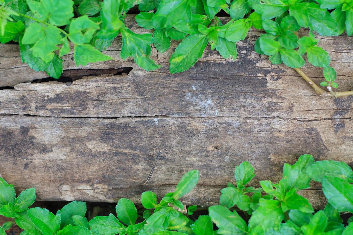 foglie di edera verde su sfondo di legno con spazio di copia foto